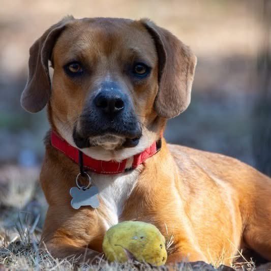 TriBeagles tweet media