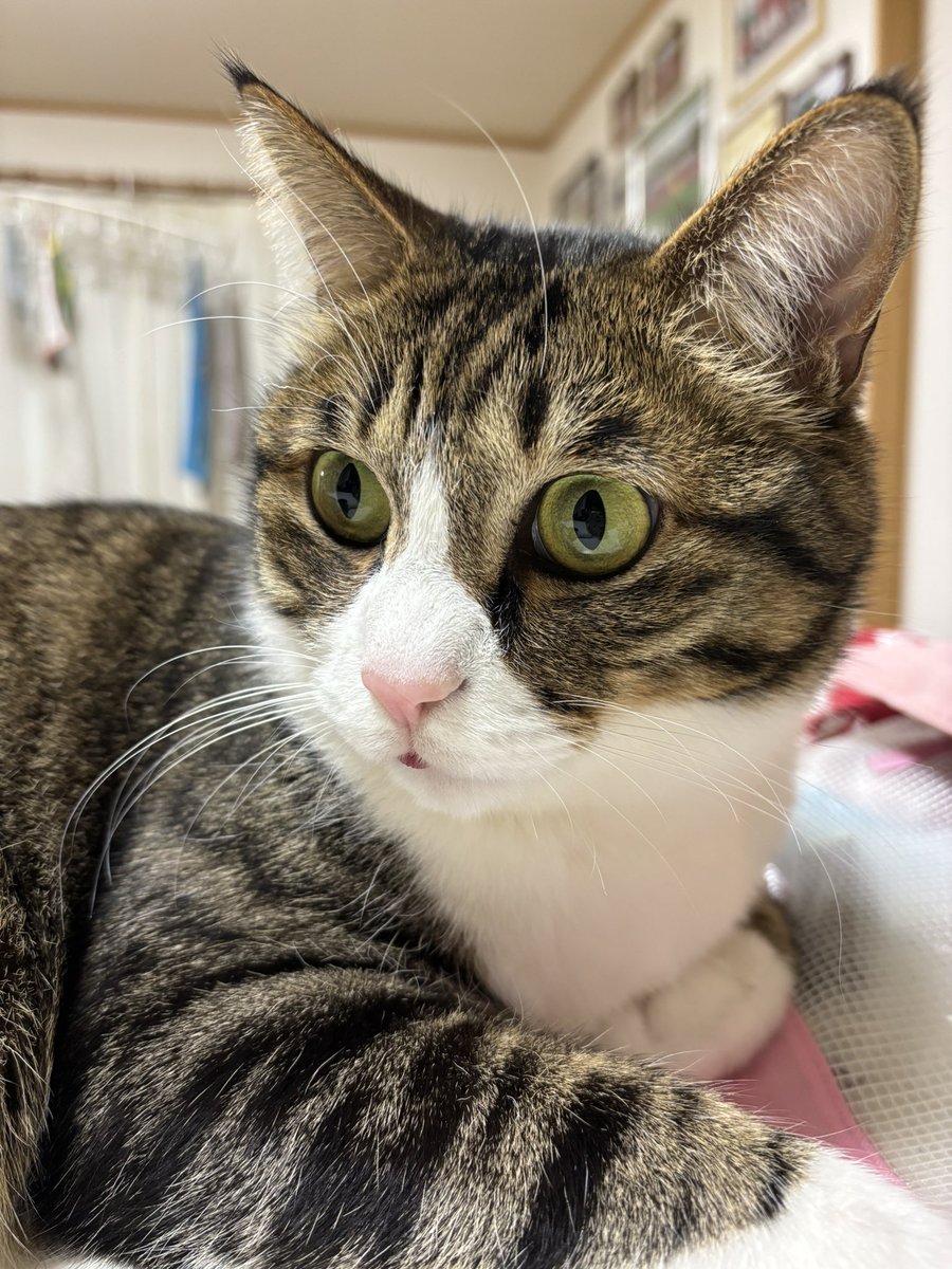 chatarolight's tweet photo. え？
ベロしまい忘れてます？

#猫　#キジ白　#はちわれ https://t.co/YTcAqtO0kO