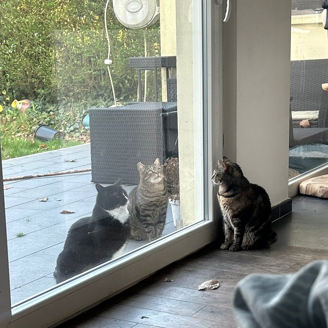 nola ❤️ ginger tweet media