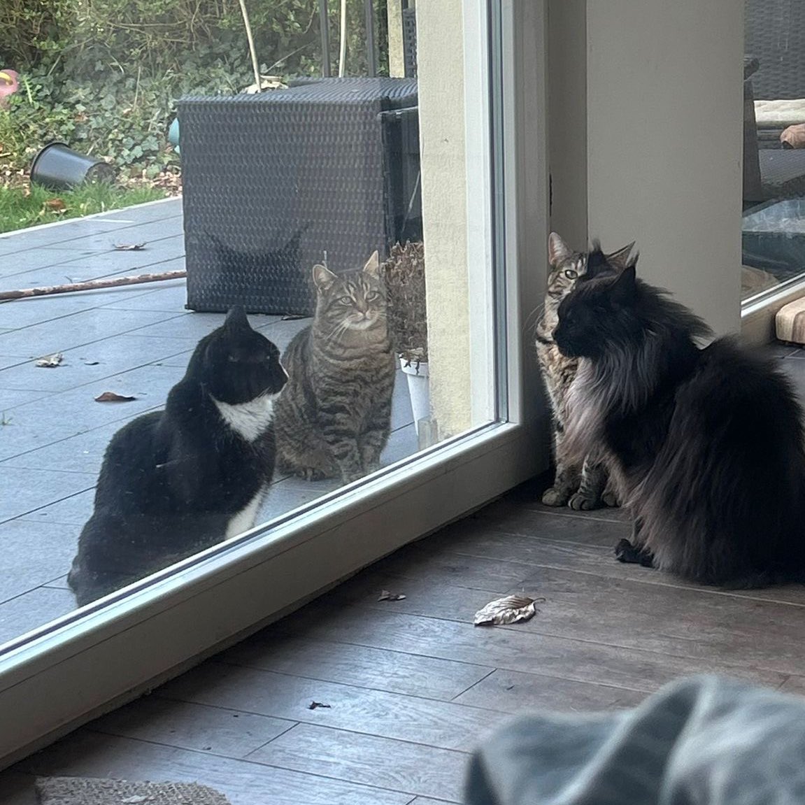 nola ❤️ ginger tweet media