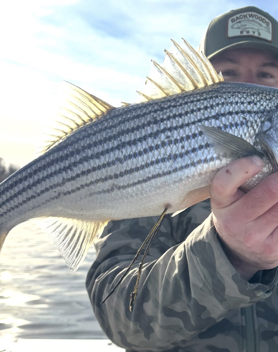 NC Division of Marine Fisheries tweet media