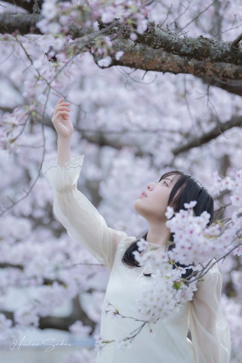 hide_garopre's tweet photo. Cherry blossom season is almost here…
#cherryblossom
#springmood
#frommyarchive
#archivedwork
#throwbackwork
#earlierwork
@yuukakohinata https://t.co/Q59izexsmC