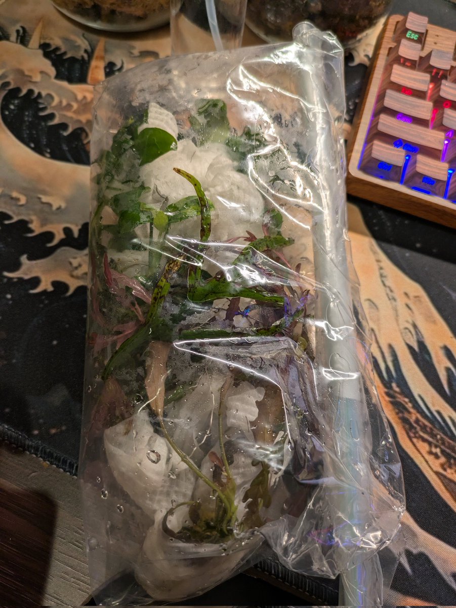 Praeliator tweet media