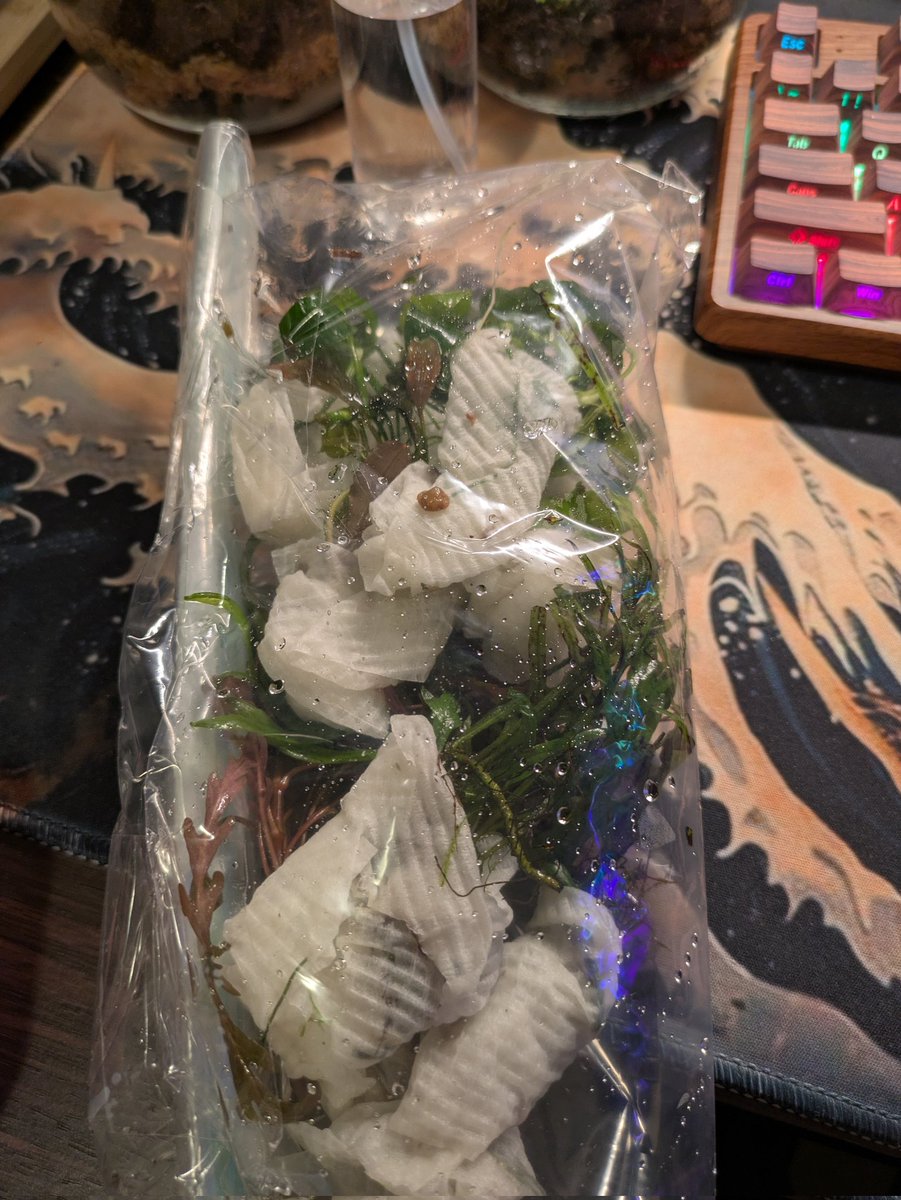 Praeliator tweet media