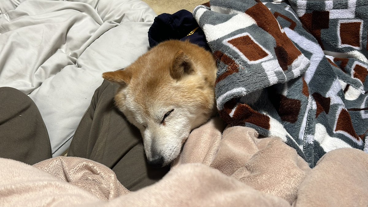 rikuinu's tweet photo. 殿は膝枕好き
#柴犬 
#18歳
#老犬
#しばらく動けません https://t.co/aa1RqjnNKM