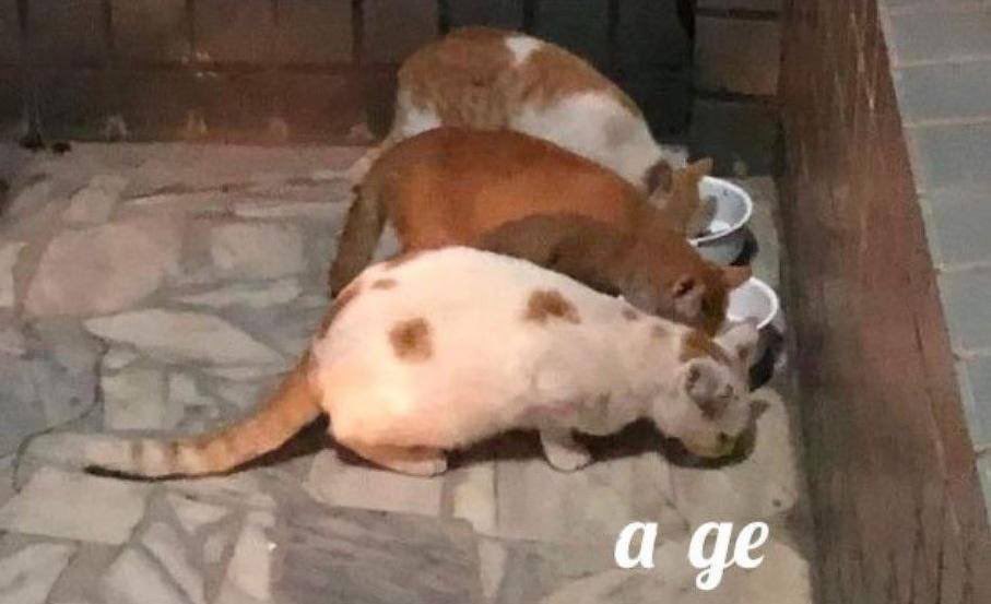 пруца tweet media