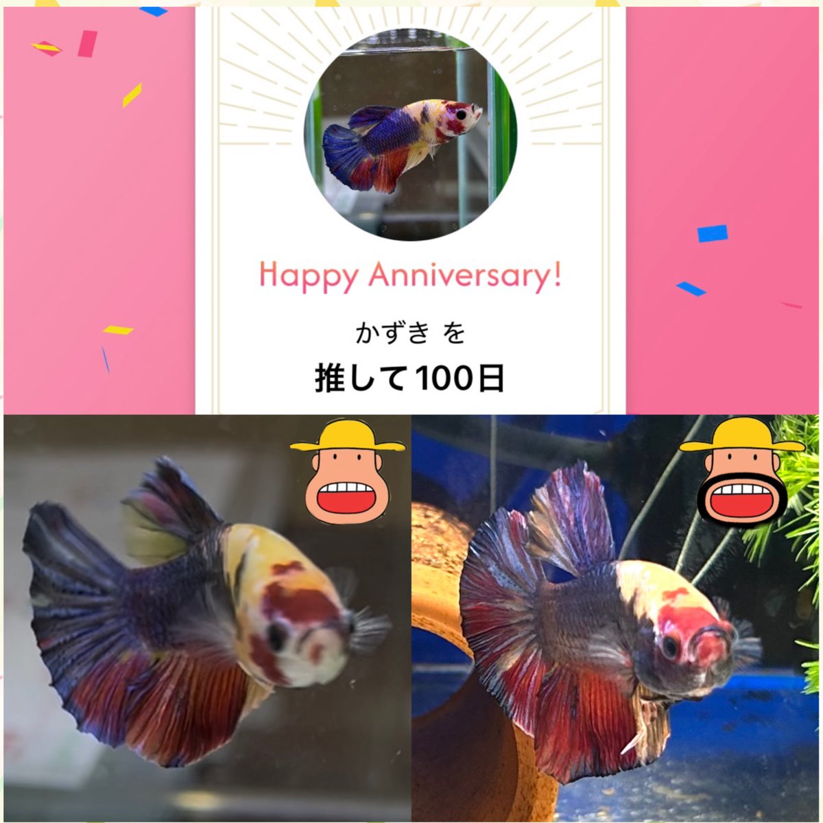 mios0617's tweet photo. かずくんお迎え100日になりました🙌

水槽の手前の壁際で
底を左右に行ったり来たり
雑巾掛けしてるみたいに泳ぐ姿は
まだ子供みたい。

でも

アゴ下の色が変わって
青ヒゲのおじさんみたいになりました😆

#うちのベタ
#飼い主バカ https://t.co/p5b9mBpGHK