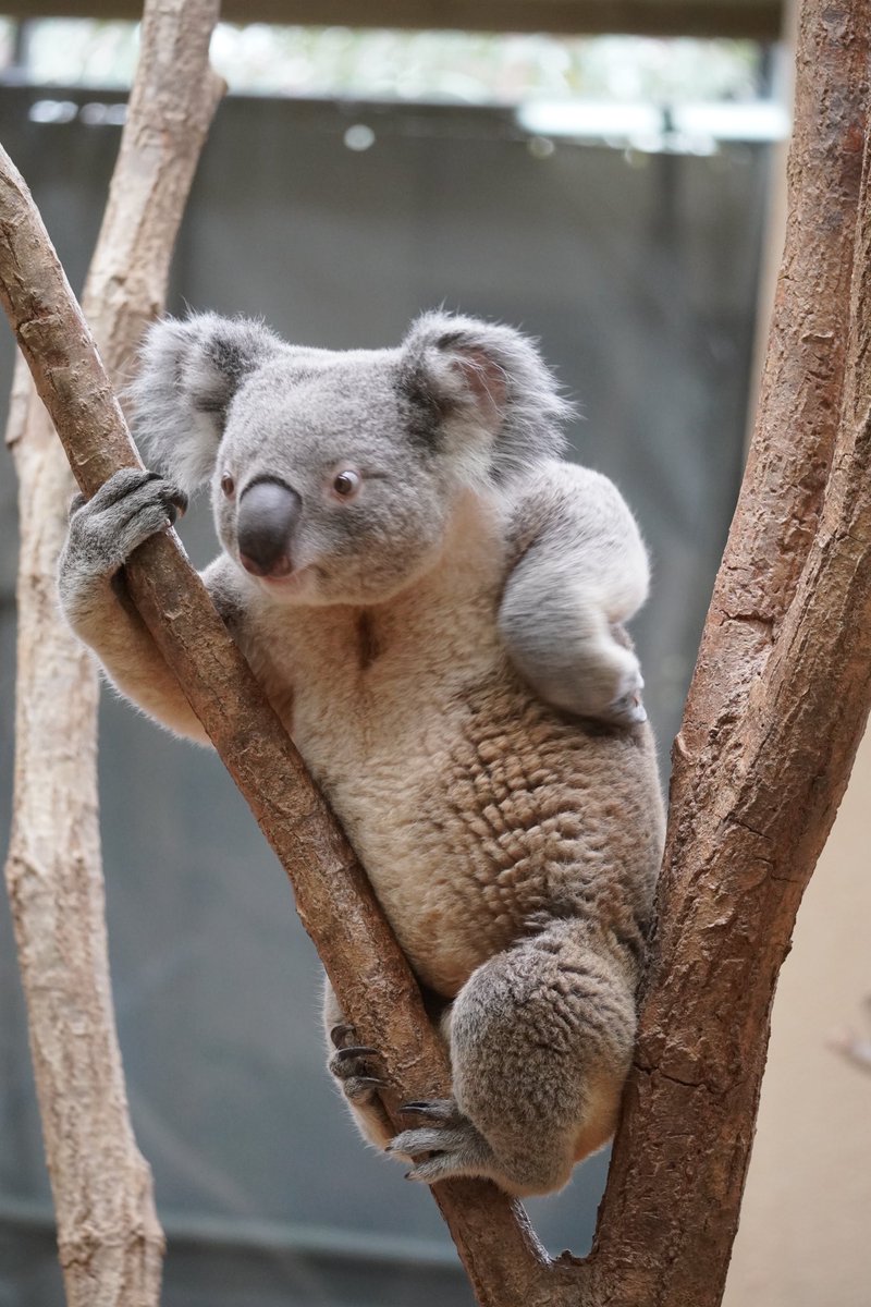 1979_sasako's tweet image. 手がかわいいオウキ

#コアラ #koala #王子動物園 #オウキ
