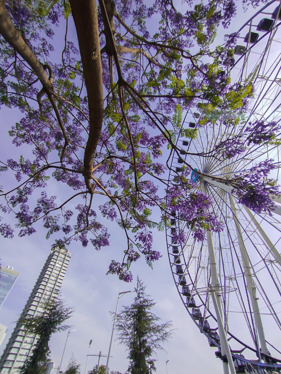 Silvia Argüello tweet media