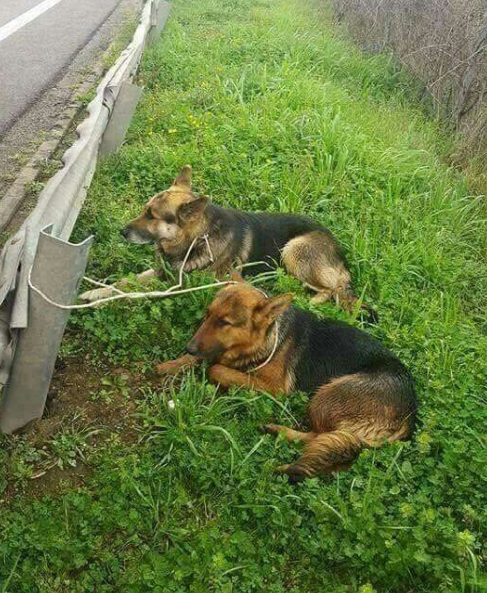 A dog is the only thing on earth that loves you more than he loves himself. This is how their love was repaid. Heartbreaking. 😭💔