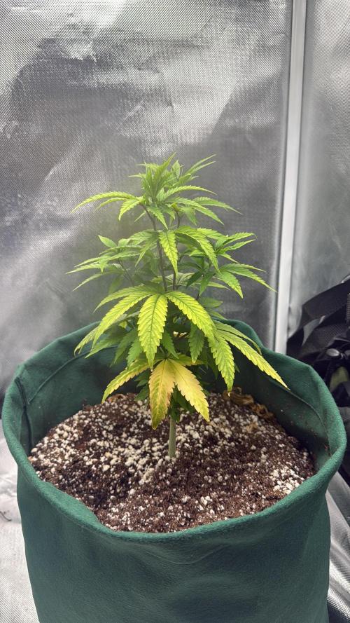 grow.diaries tweet media