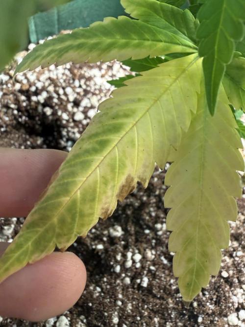 grow.diaries tweet media