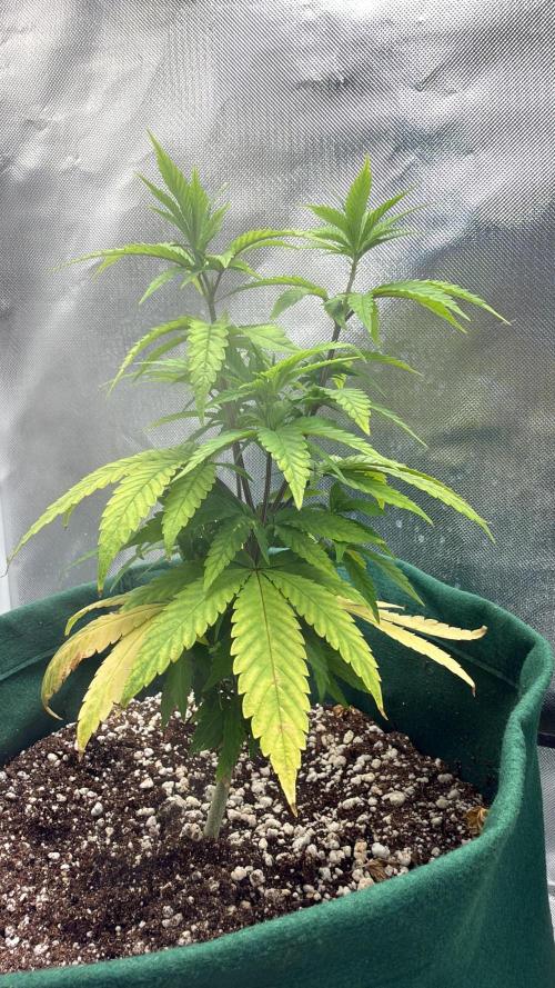 grow.diaries tweet media