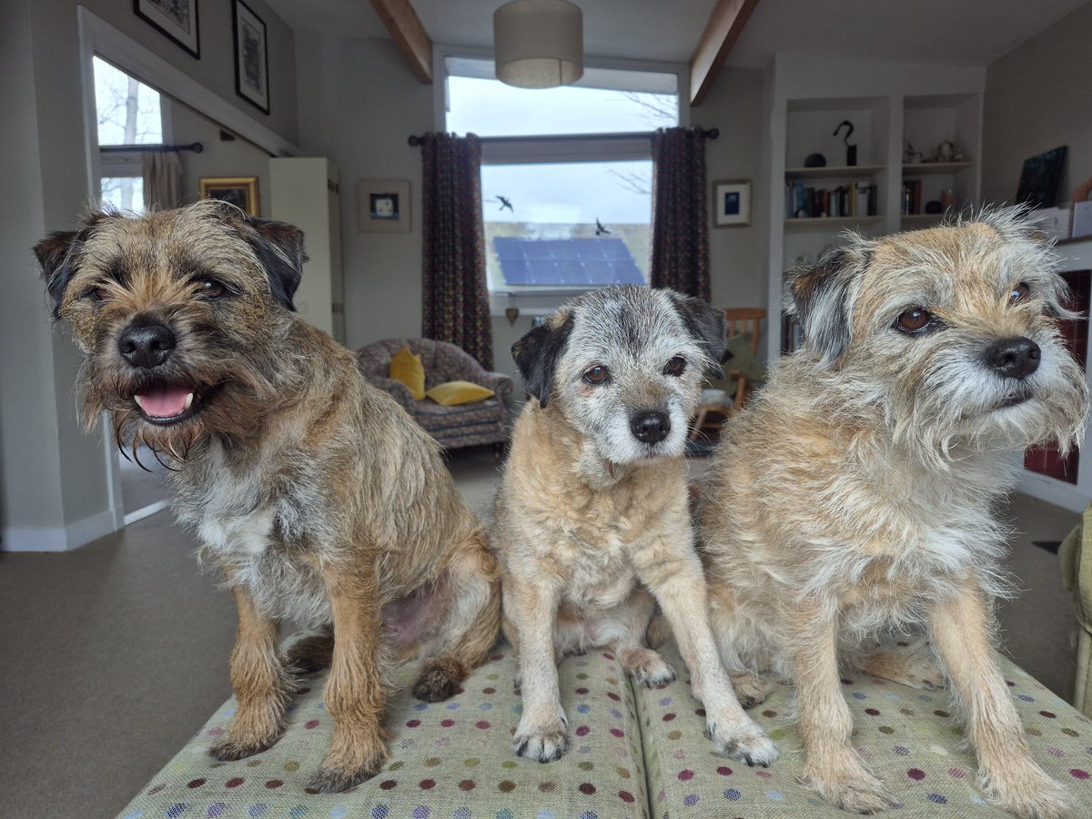 Sir HaggisBT tweet media