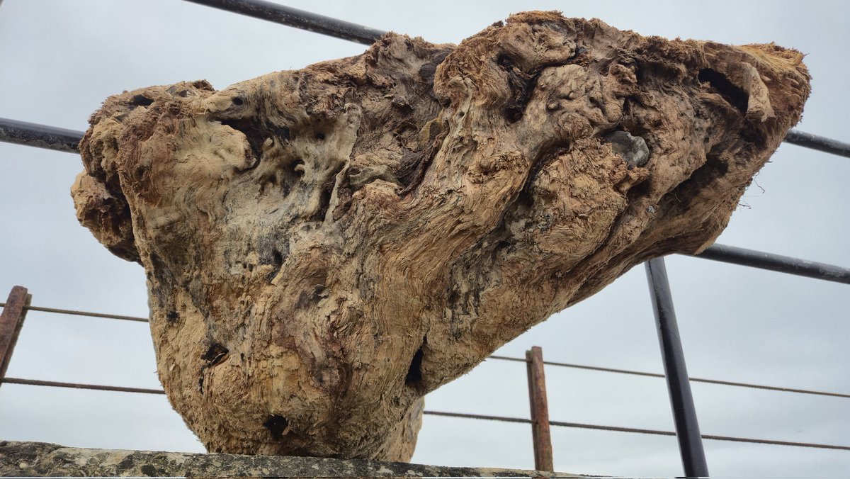 bacondust🇺🇦 tweet media