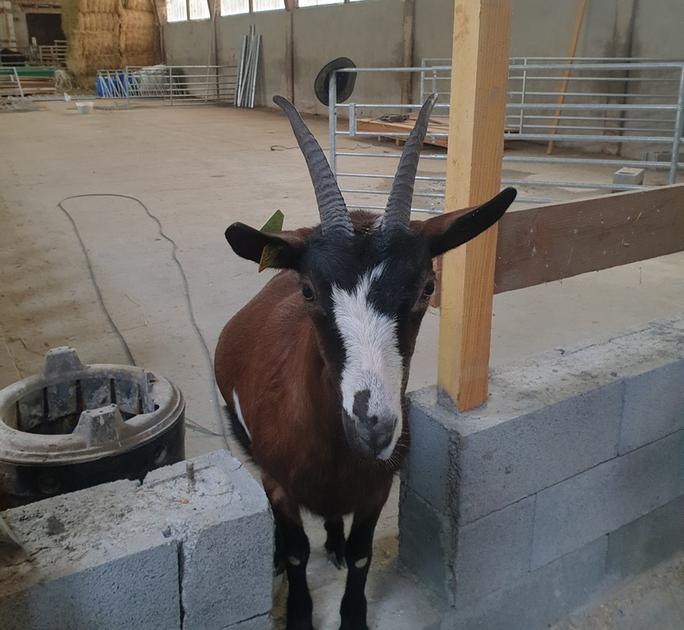 La Chèvre tweet media