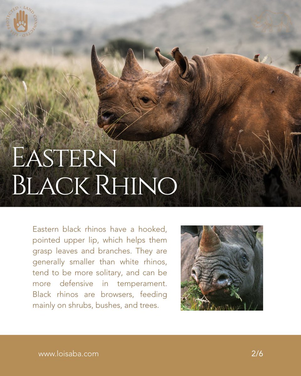 Loisaba Conservancy tweet media