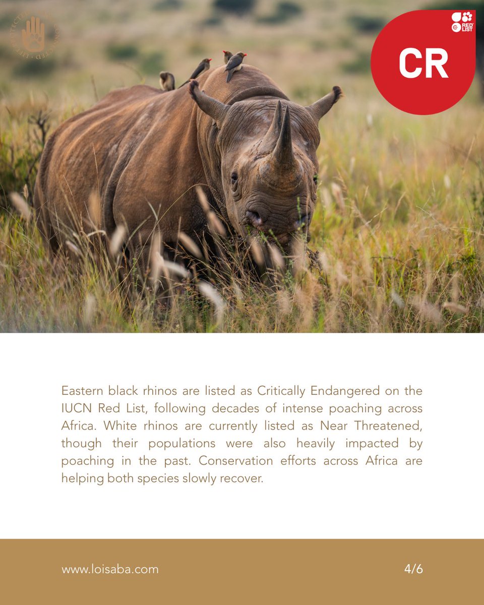 Loisaba Conservancy tweet media