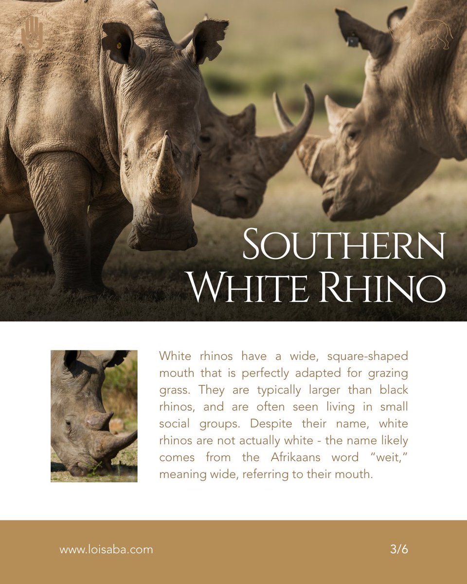 Loisaba Conservancy tweet media