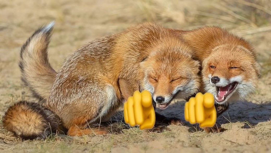 🦈 مان tweet media