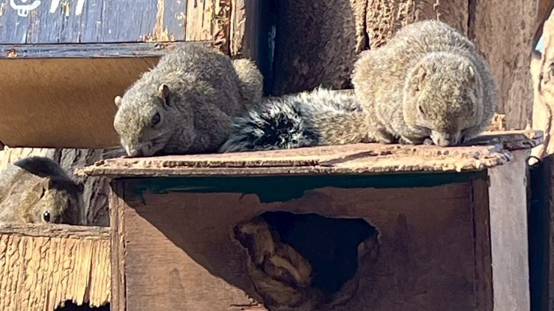 株式会社エム・ソフト 広報（公式） tweet media