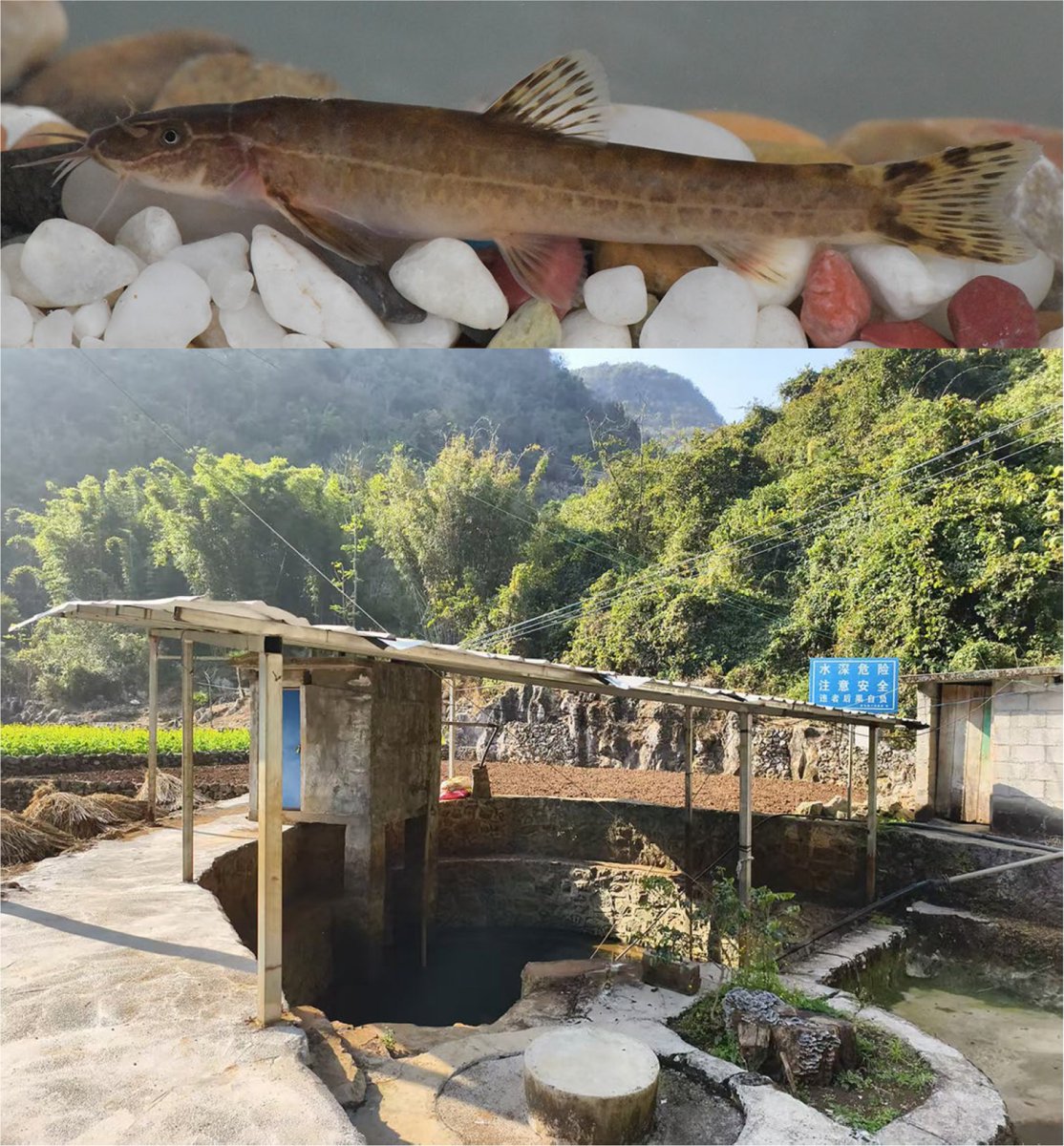 Fish in the News tweet media