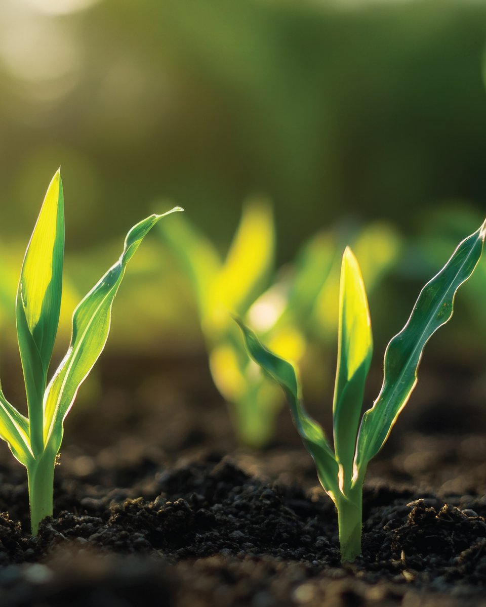 We all know productive crops start with better roots. Carbon helps feed microbes that grow roots. More stored carbon = better-fed plants = higher yield and end quality. You get the idea… Get more of it here.