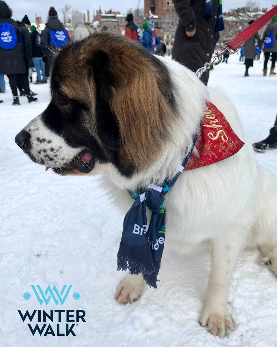 BridgeOTW tweet media