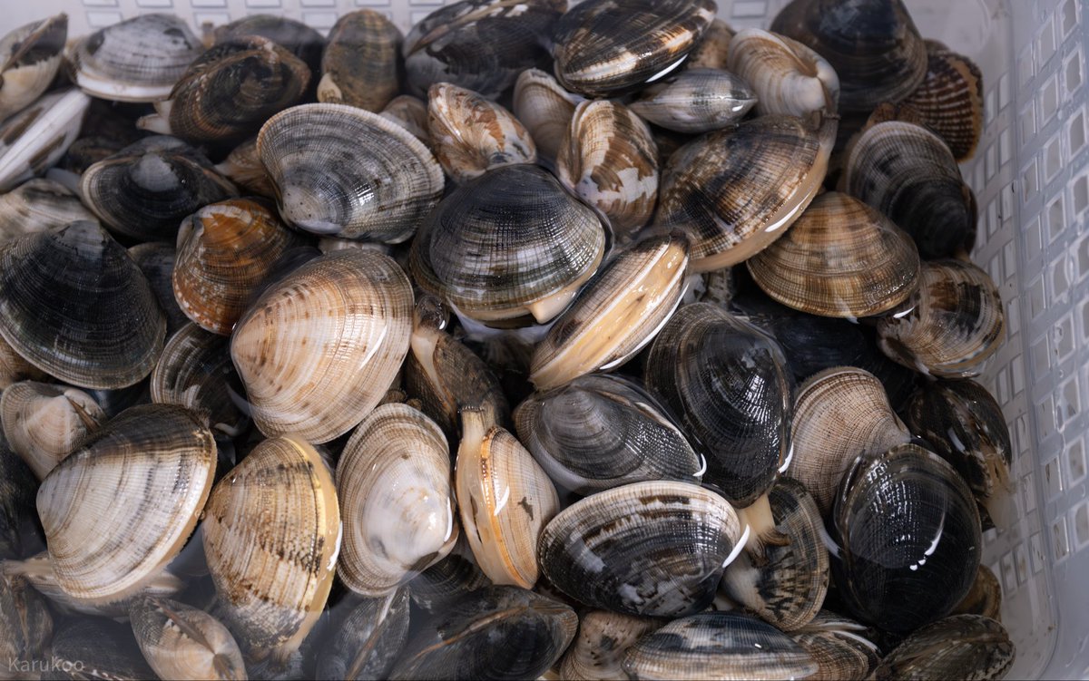 カルクウ tweet media