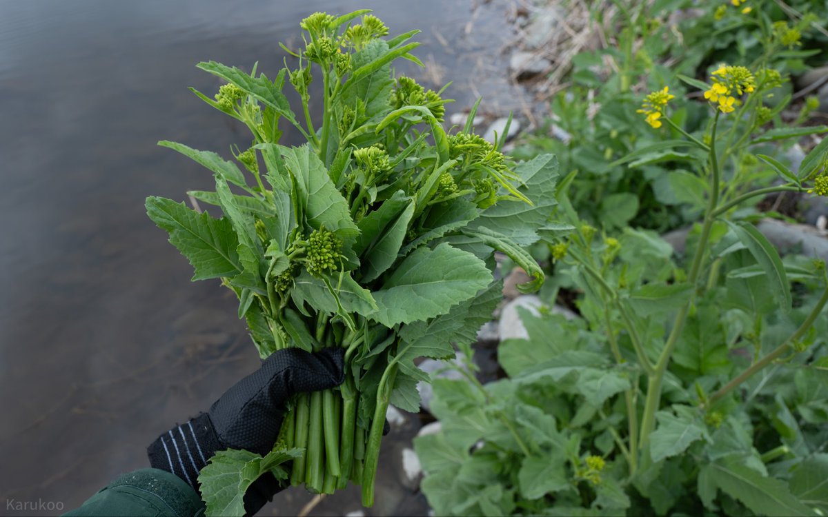 カルクウ tweet media