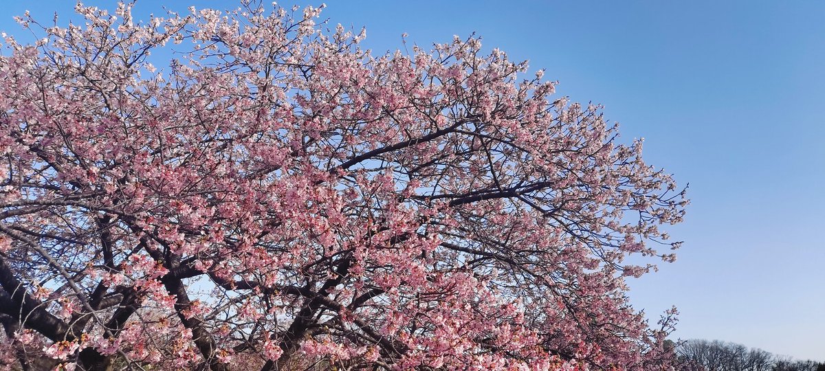 ainosagurada's tweet photo. 今が楽しければそれでいい
今が幸せならそれでいい
相手の人生の時間など考えずに
ただ、それだけを思えたら
どんなに楽だっただろう

そうしない人生を選んだのは
セージのことが何より大切だったから https://t.co/RELmAHrPws