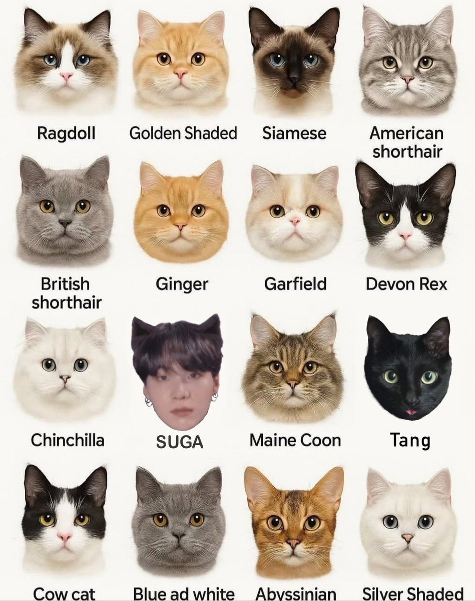 좋아하는 고양이 고르기 업데이트🐈🐈‍⬛