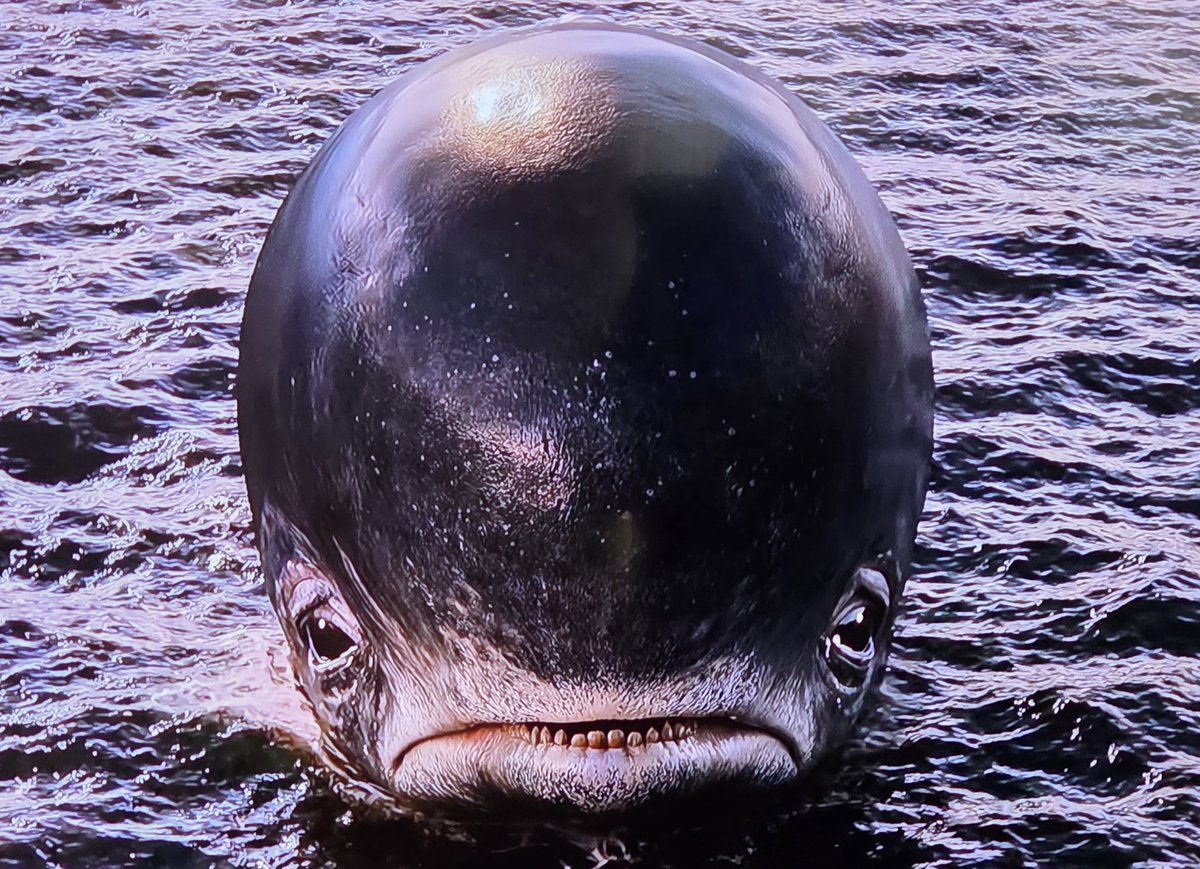 ending it all again HE'S JUST A BABY 🥺🥺🥺 #oplaspoilers