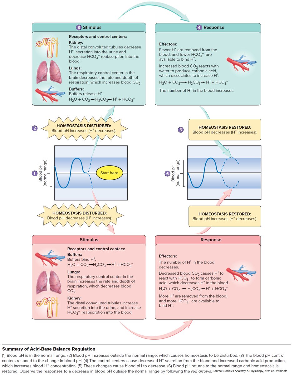ManualOMedicine's tweet photo. Summary of Acid-Base Balance Regulation

#medtwitter #foamed #meded https://t.co/D4OX0WIBgs