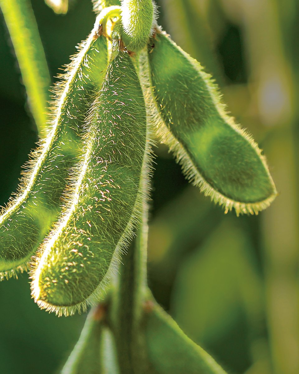 Carbon helps build deeper root channels for increased nutrient and water for this year’s crops… and then settles in to build soil carbon for future crops, too. It’s as easy as replacing current flowability agents with CarbonBuilder from Loam.