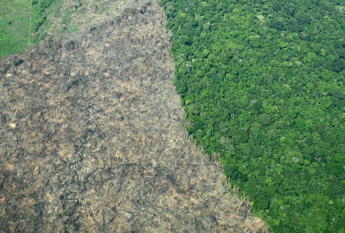 Fundación para la Conservación y el Desarrollo tweet media