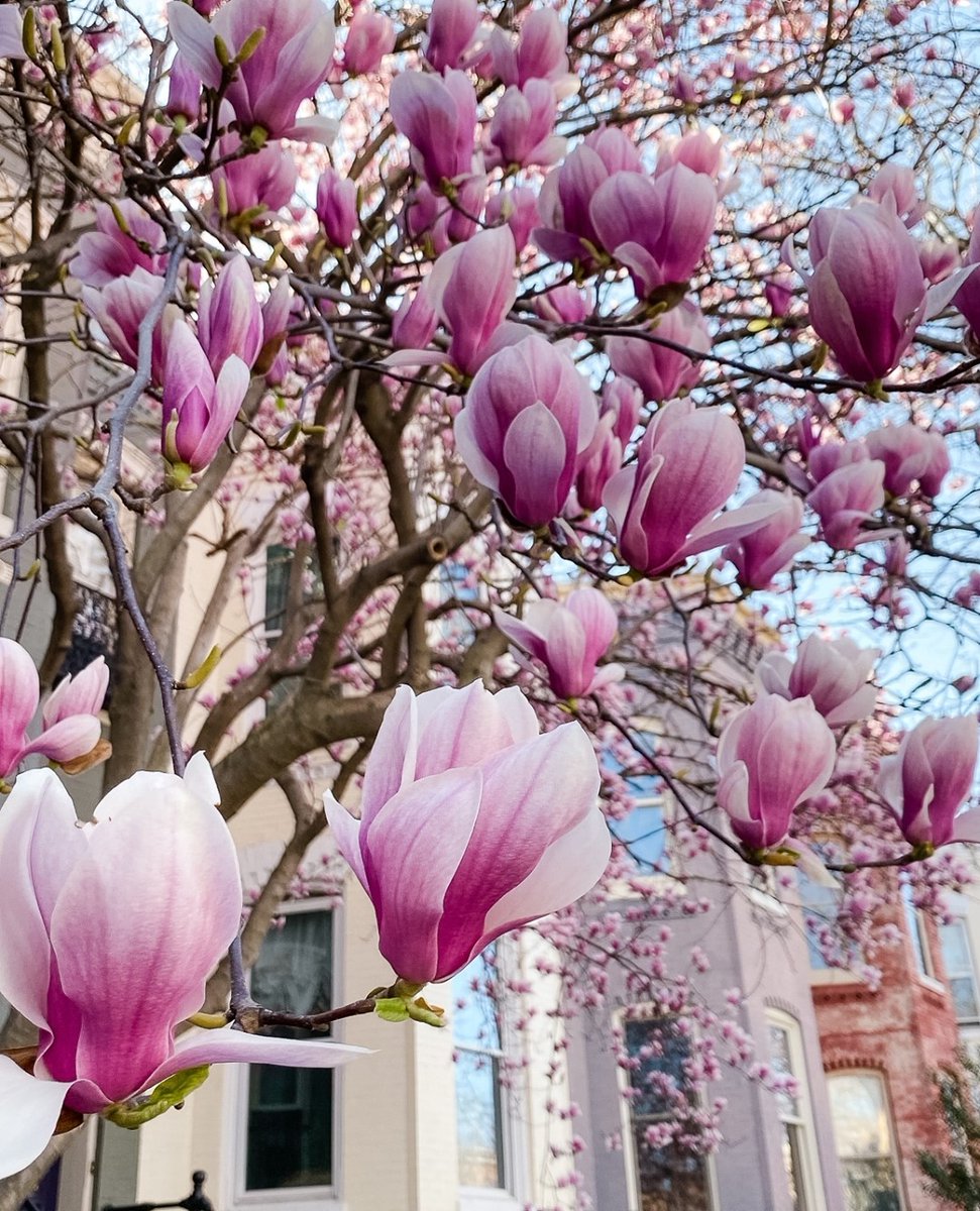 Visit Washington, DC tweet media