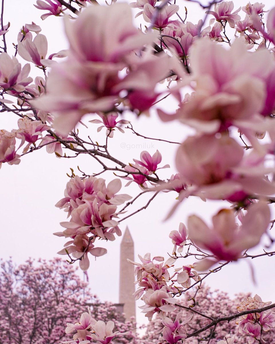 Visit Washington, DC tweet media