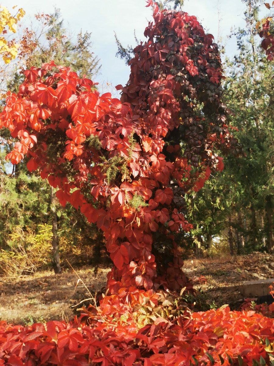 gabriela tweet media