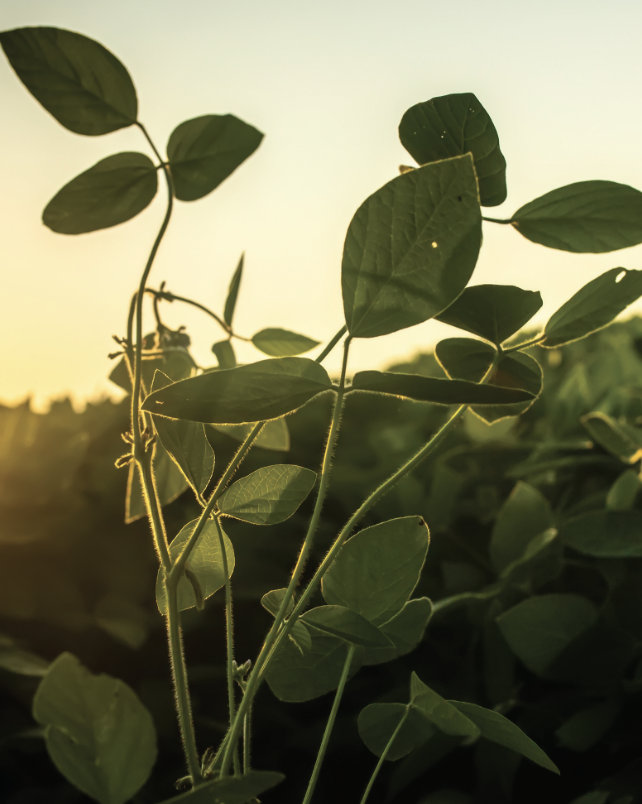 We help pack longer-lasting carbon underground. This means richer soil for any field by hanging onto more nutrients and water. Loam is offering CarbonBuilder to build durable carbon capture with a live, fungal seed treatment that replaces typical flowability agents.