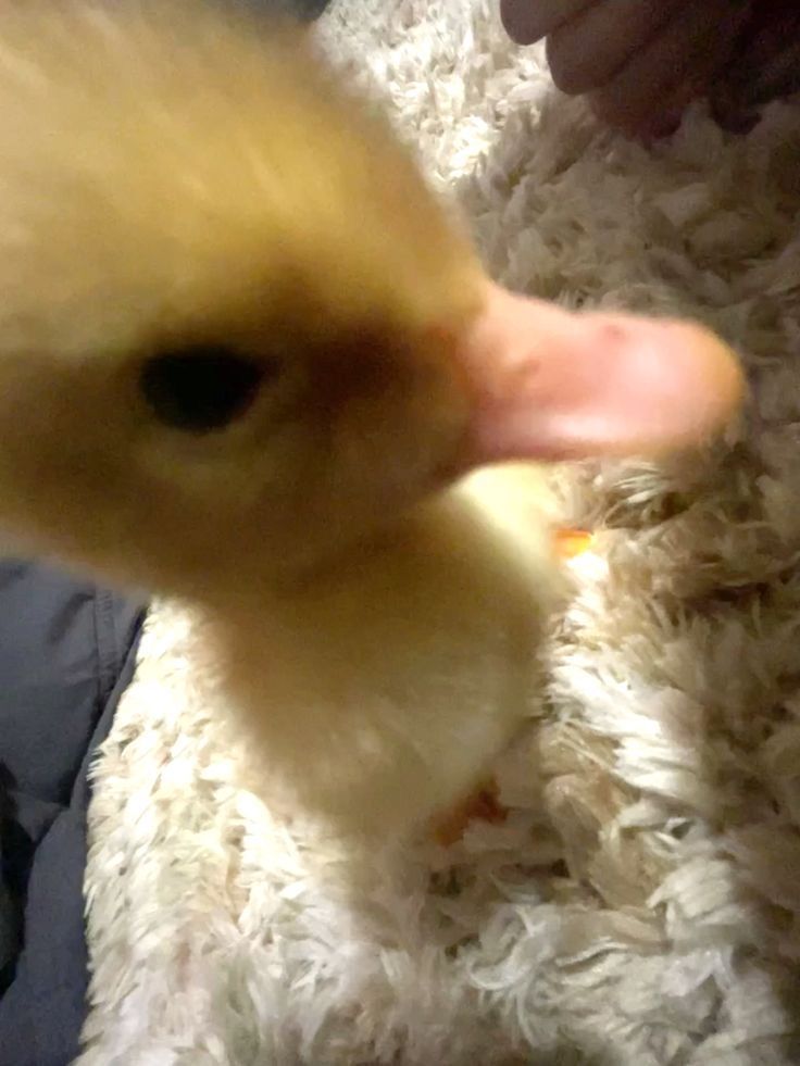 quackchannie's tweet photo. ball. https://t.co/NFKrybH3yE