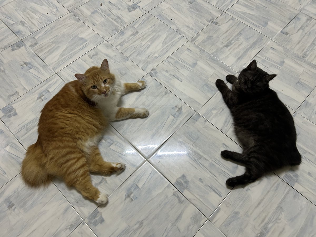 yemmeow's tweet photo. Tolong saya retweet please!! Makacih 🥰 https://t.co/j2kiAgYDQw