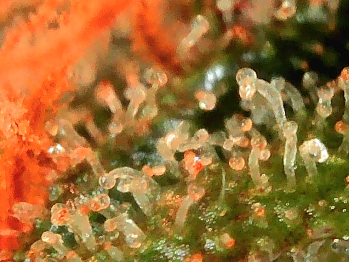 Fish Grows Weed tweet media