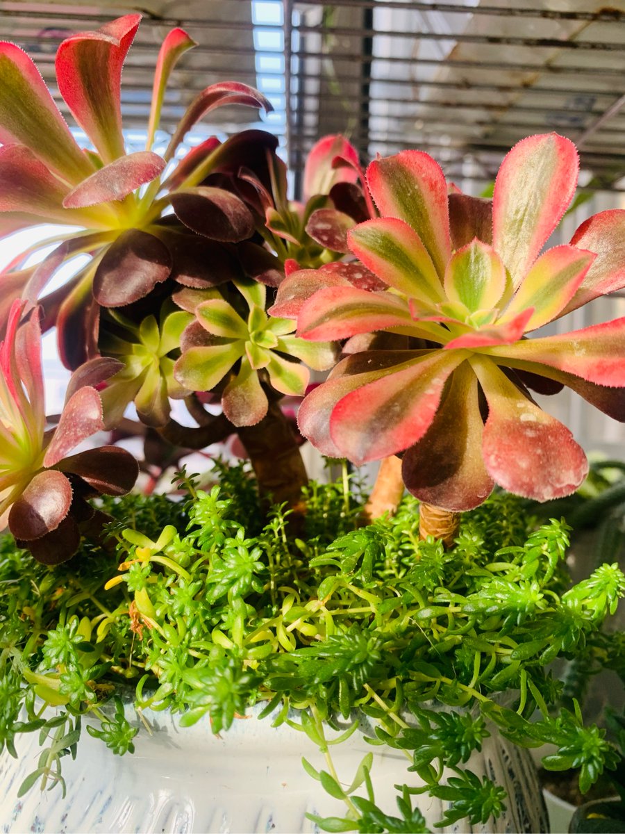 Allison Bailey tweet media