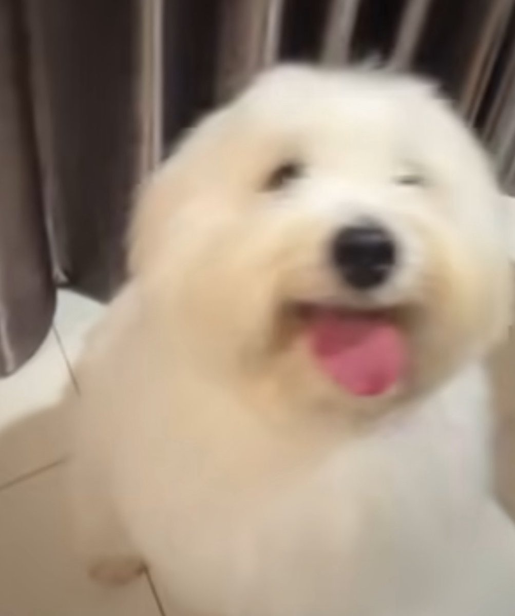 อ้ยยย เอ็นดูววง่าา นี่มานนไข่ต้มเยยนิ🥚🐶