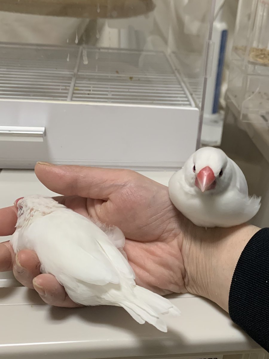 小鳥が2羽、手に幸せ…