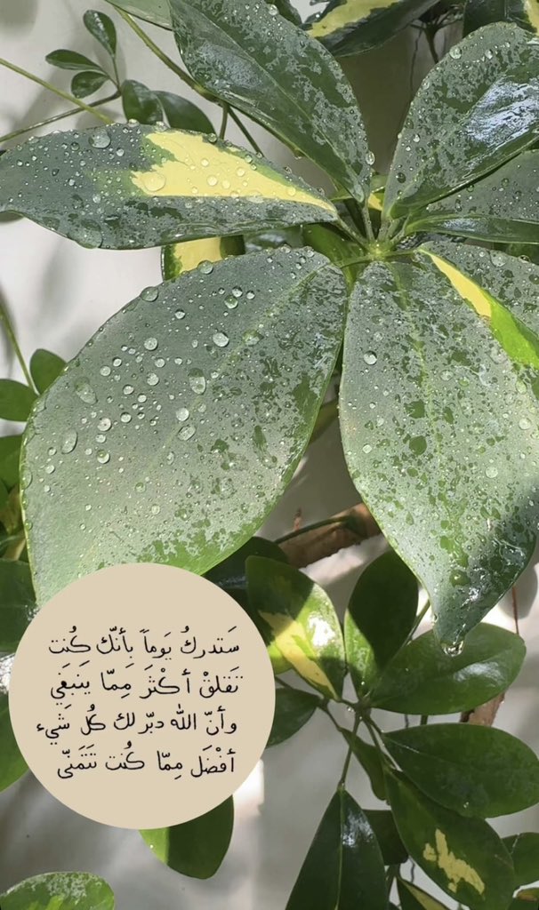 الواثقه بالله tweet media