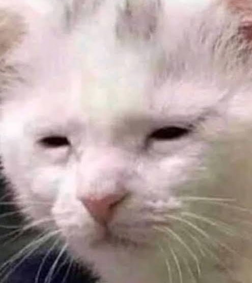 Paula 💙 tweet media