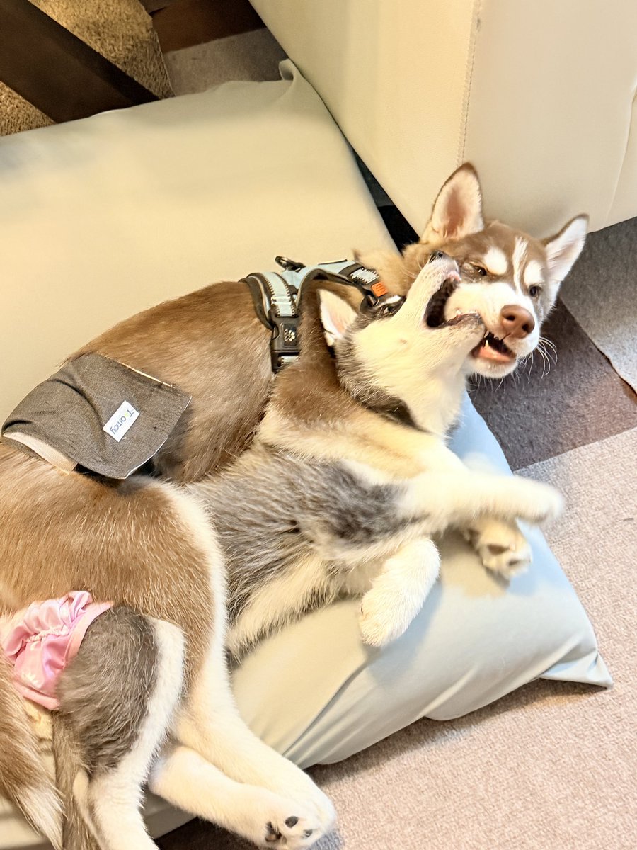 SHION&LU-NA tweet media