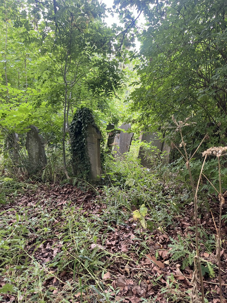 Ladywell Live tweet media